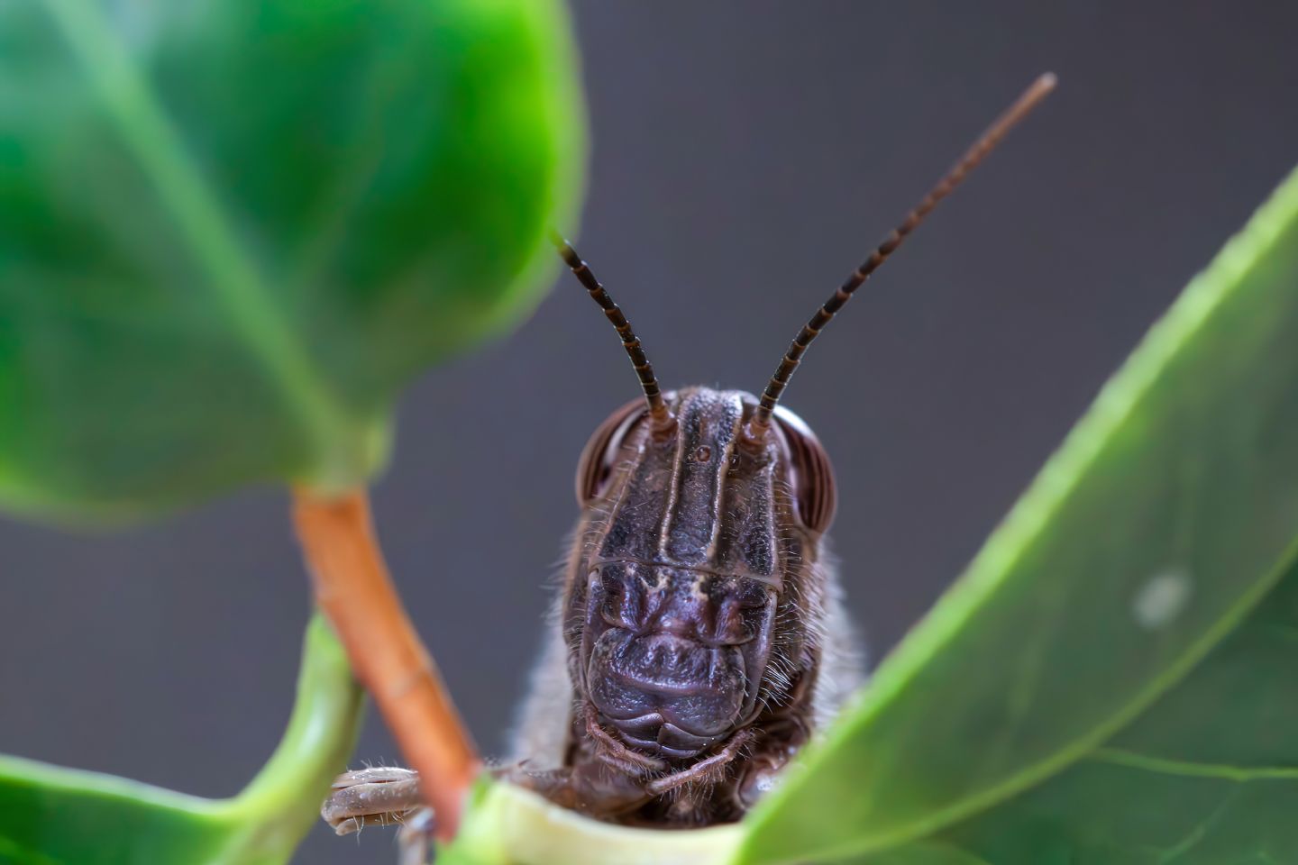 Acrididae - Anacridium aegyptium